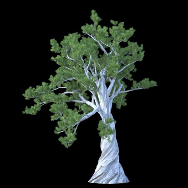 درخت کاج - دانلود مدل سه بعدی درخت کاج - آبجکت سه بعدی درخت کاج - دانلود آبجکت سه بعدی درخت کاج -دانلود مدل سه بعدی fbx - دانلود مدل سه بعدی obj -PinusAlbicaulis 3d model free download  - PinusAlbicaulis 3d Object - PinusAlbicaulis OBJ 3d models - PinusAlbicaulis FBX 3d Models - 